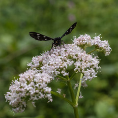 nine-spotted moth