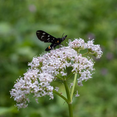 nine-spotted moth