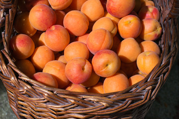Delicious ripe apricots in a basket