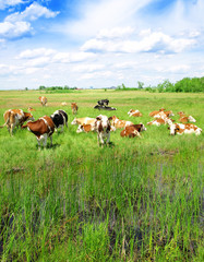 Naklejka na ściany i meble Cows on a green summer meadow