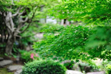 Fototapeten 日本庭園 © TOMO