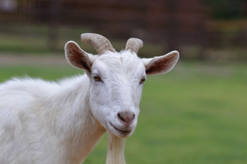 ヤギのポートレート