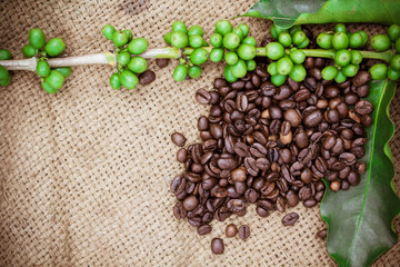 Fresh coffee beans on canvas texture background