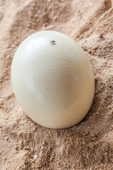White ostrich egg