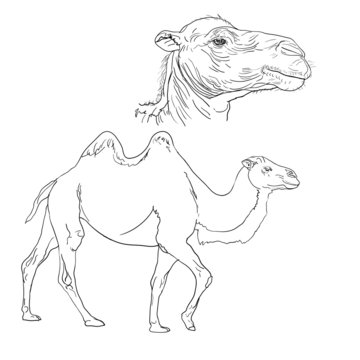The vector of walking camel with the big scale of head