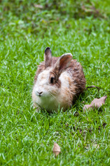 White brown rabbit in grass field