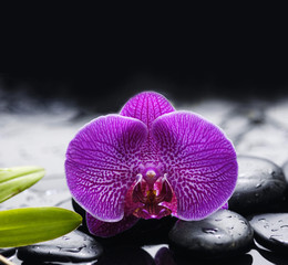 Beautiful  orchid with palm leaf on pebbles