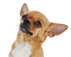 Red chihuahua dog isolated on white background.