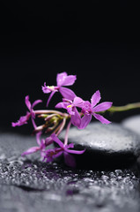 Fototapeta na wymiar branch orchid with therapy stones with water drops