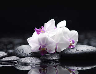 Fototapeta na wymiar Branch white orchid flower and stone with water drops