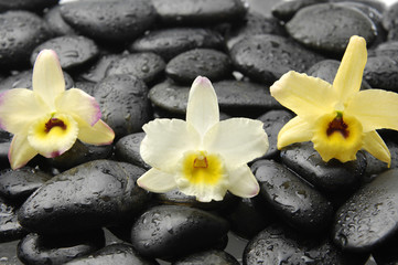 Obraz na płótnie Canvas still life with orchid on pebble
