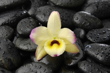 macro of orchid on pebbles