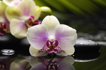 Beautiful orchid and stones with green leaves