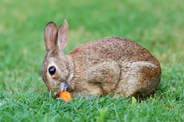 Naklejka na ściany i meble Cottontail bunny rabbit eating carrot in the garden