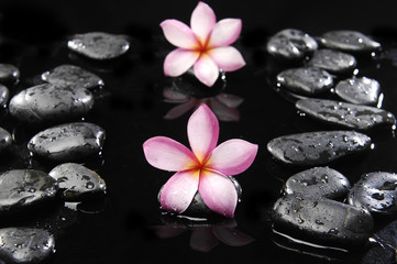 Fototapeta na wymiar Set of two frangipani and black pebbles