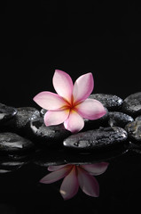 Obraz na płótnie Canvas Still life with frangipani and black pebbles