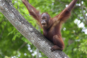 Borneo Orangutan