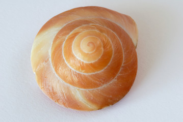 Muschel, Architectonicidae