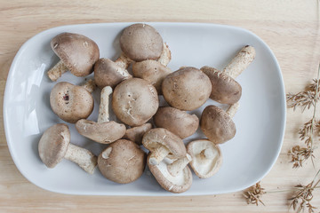 mushroom