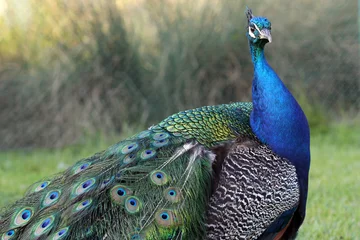 Photo sur Plexiglas Paon beau paon aux plumes colorées