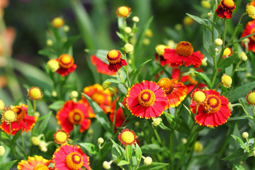 Flowering Helenium