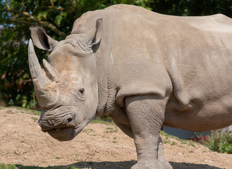 Obraz premium Rhinocéros d'Afrique