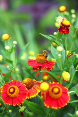 Flowering Helenium