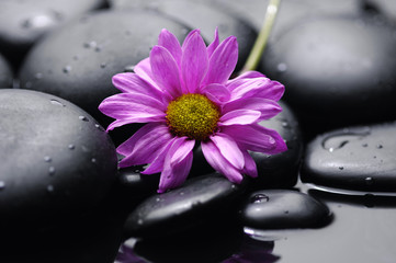 Fototapeta na wymiar Still life with Gerber flower on zen pebbles