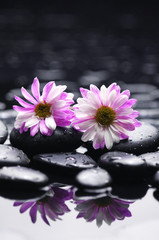 Fototapeta na wymiar Gerber flower on zen pebbles reflection