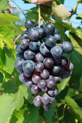 ripening grape