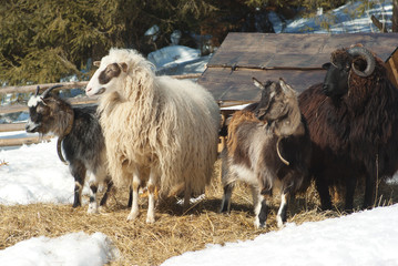sheep and goat on pasture