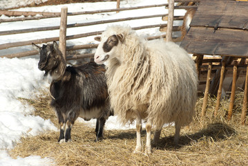 Fototapeta premium sheep and goat on pasture