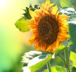 sunflowers outdoor