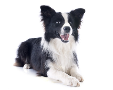 border collie