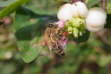 Honigbiene an Schneebeere