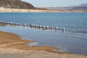 Seagulls in a row