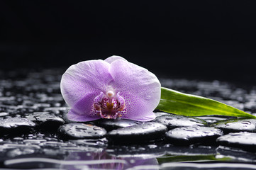 Still life with gorgeous orchid with green leaf on pebbles