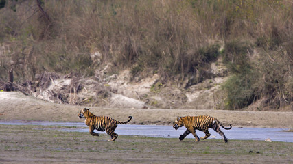 Track race of two young tigers in Nepal