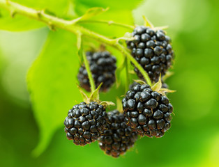 Blackberry