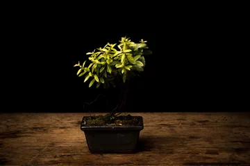 Keuken foto achterwand Bonsai Small bonsai tree in ceramic pot