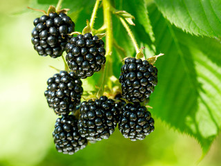 fresh blackberries