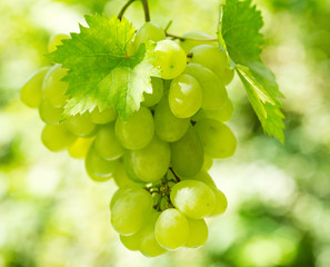 green grape