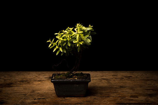 Small bonsai tree in ceramic pot