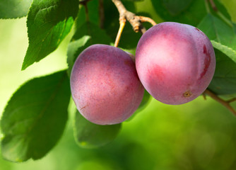 Fresh plums