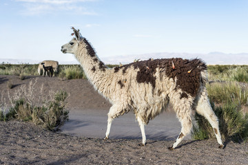Llama in Salinas Grandes in Jujuy, Argentina.
