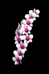 pink spotted orchids isolated on Black background