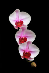 Gentle beautiful orchid isolated on Black