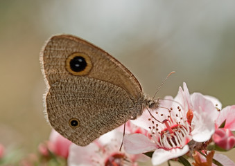 Dingy Ring butterfly on Australian leptospernum pink flower