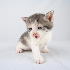 Posing kitten with open mouth