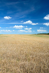 beautiful wheat field